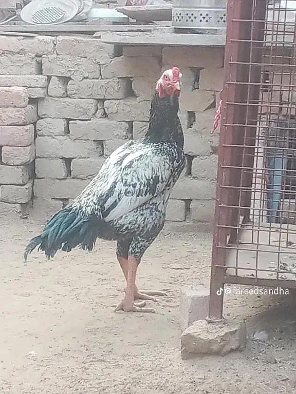 Aseel chicks — photo 2