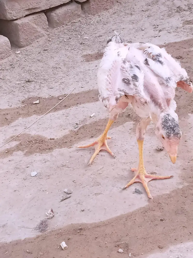 Aseel chicks — photo 4