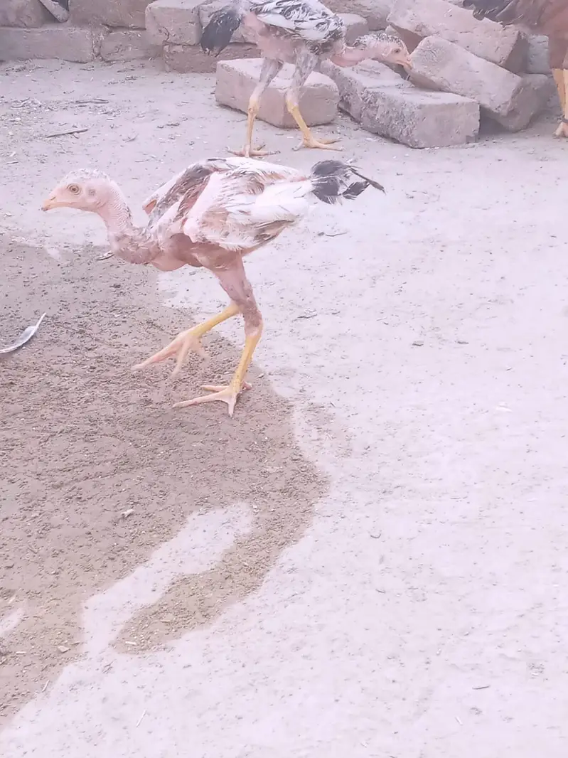 Aseel chicks — photo 5