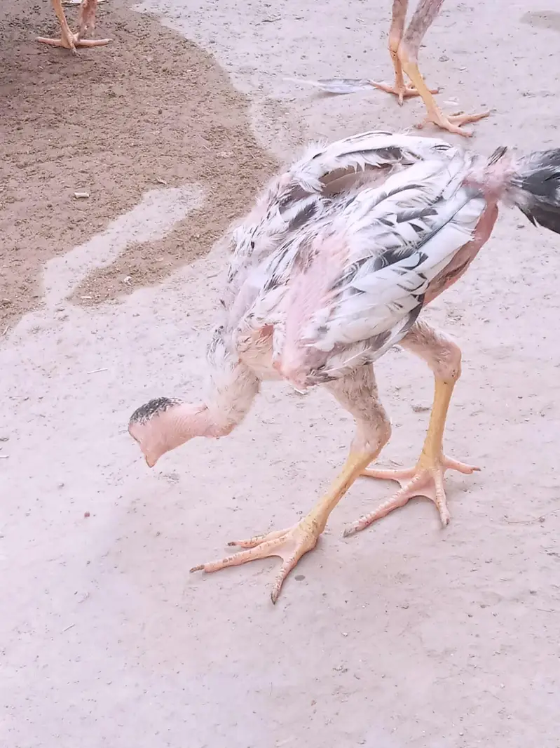 Aseel chicks — photo 6