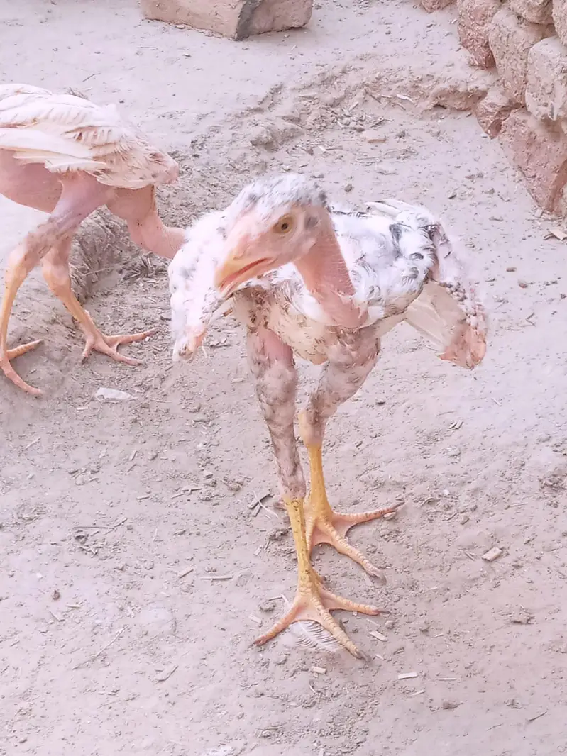 Aseel chicks — photo 7