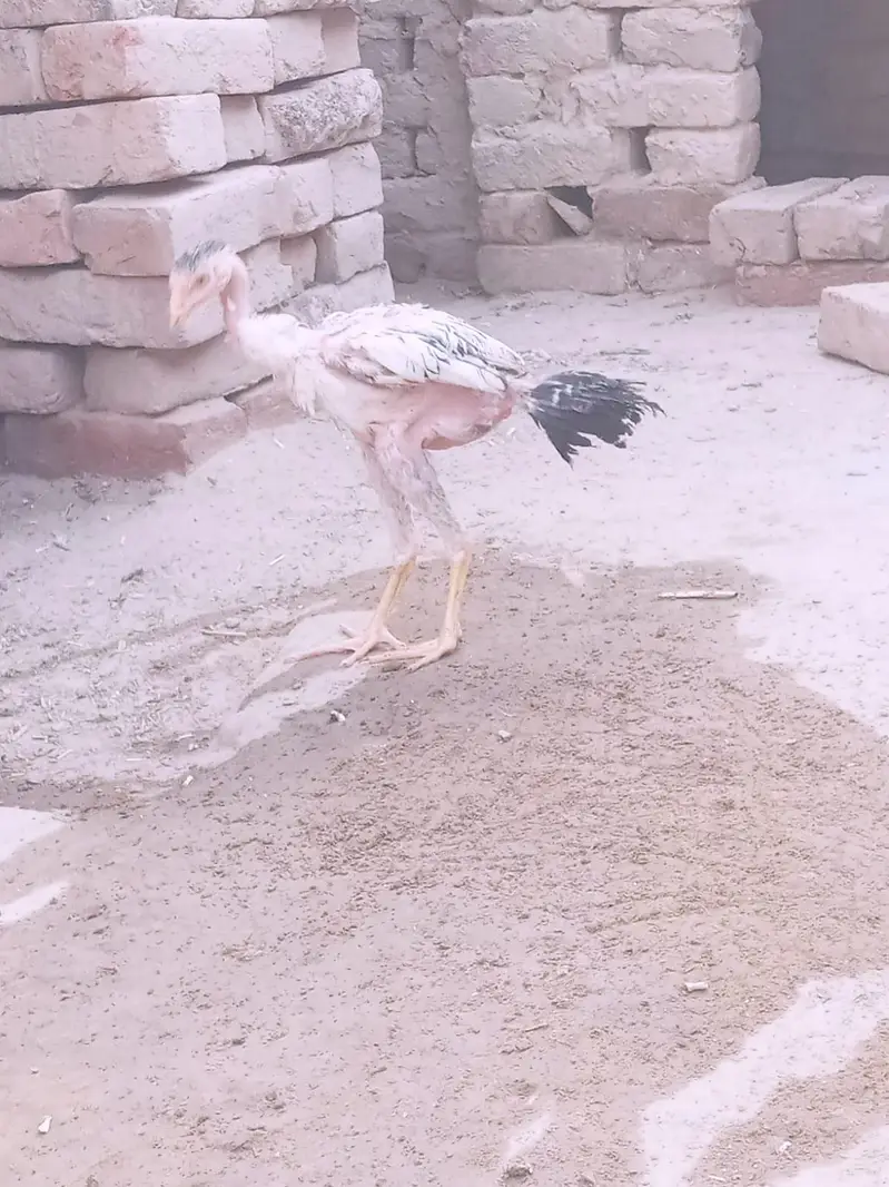 Aseel chicks — photo 8