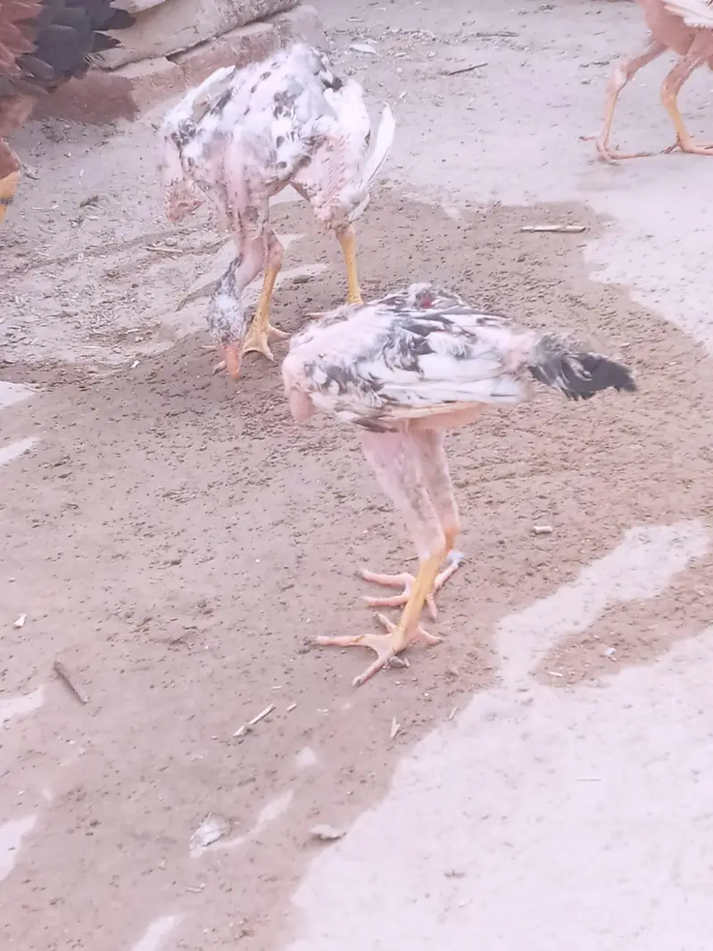 Aseel chicks — photo 9