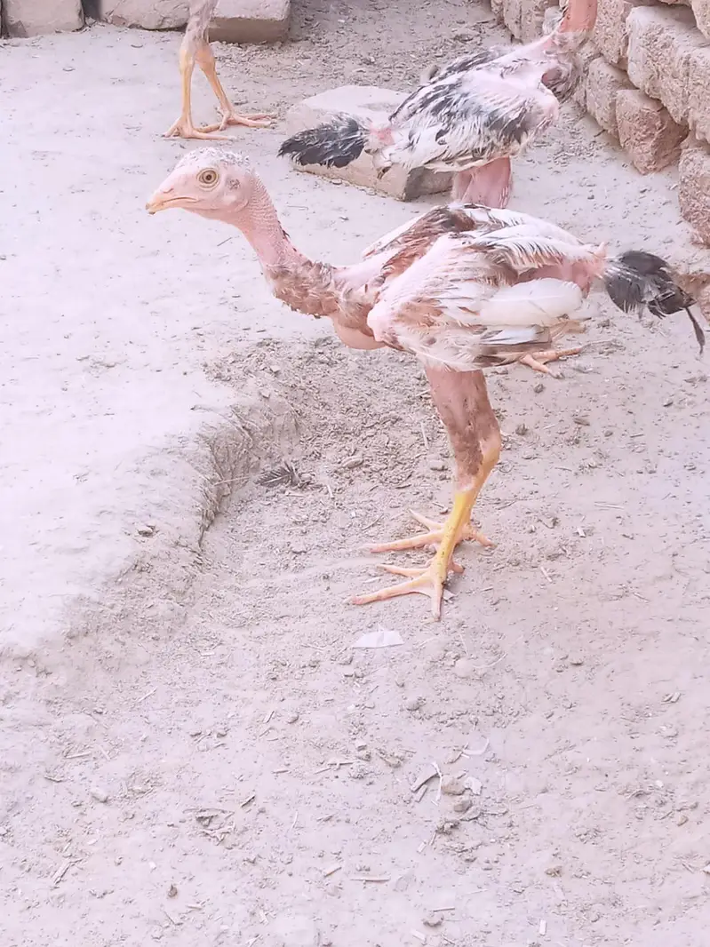 Aseel chicks — photo 10