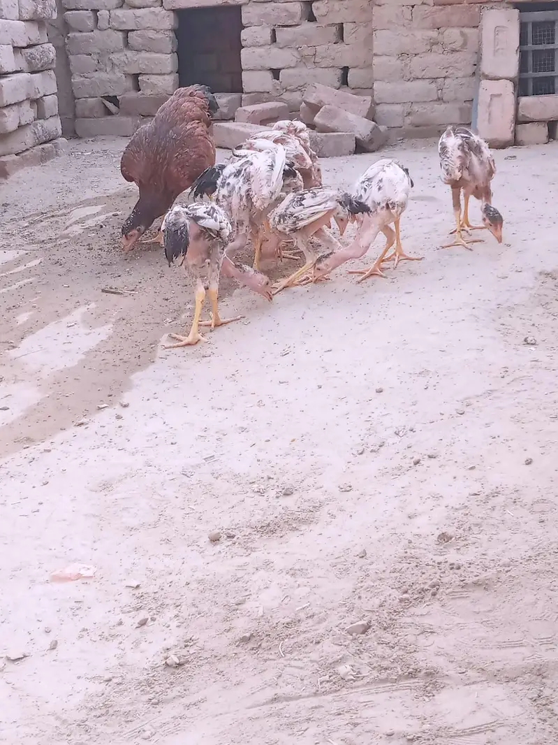 Aseel chicks — photo 11