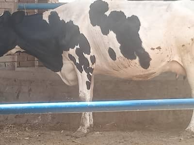 cows 03208300546
