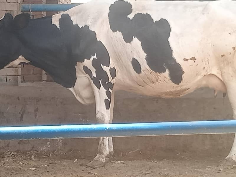 cows 03208300546 0