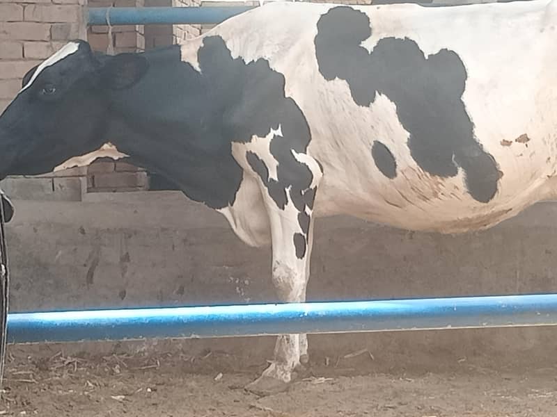 cows 03208300546 1
