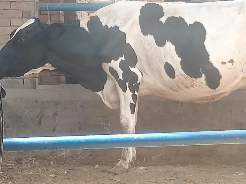 cows 03208300546 — photo 2