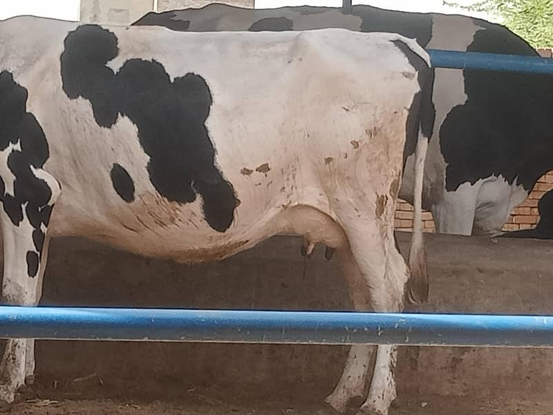 cows 03208300546 2