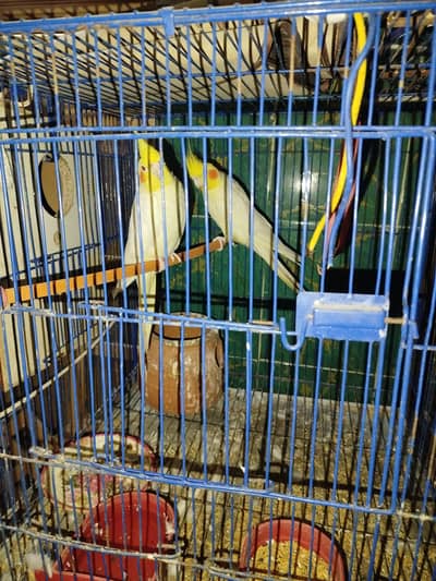 Cocktail breeder pair with cage and one male cocktail