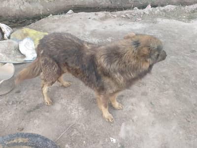 German shepherd