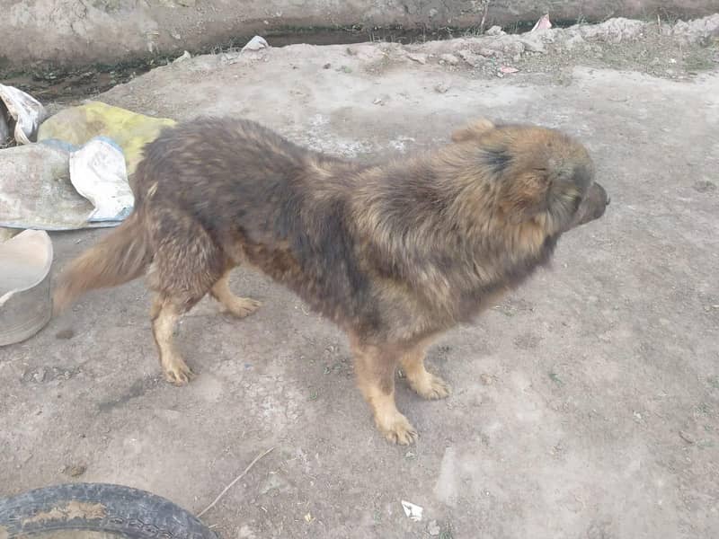 German shepherd 0