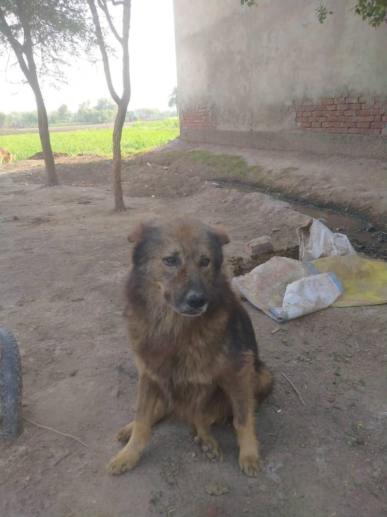 German shepherd 1