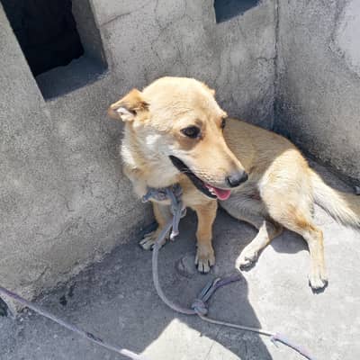 dog sell