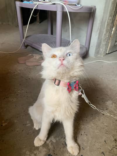 cat for sale