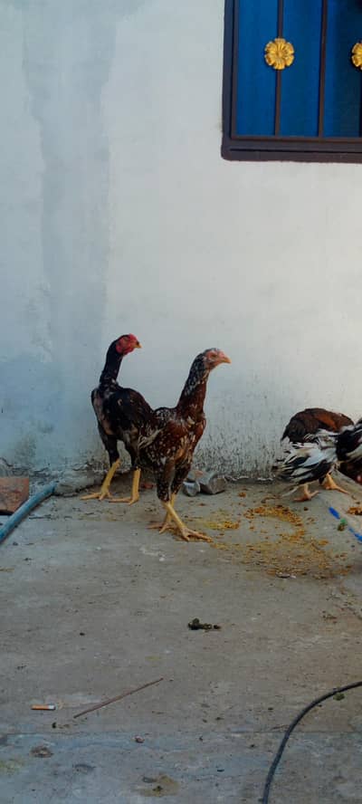 Aseel Murgha & Murghi