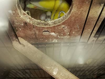 love bird breeder pair raw nestbox