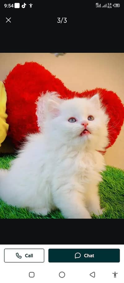 Persian female kitten for sale 0324.62. 18.280 Whatsapp number