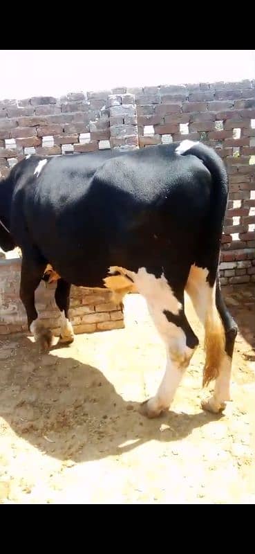 بیل برائے فروخت 2