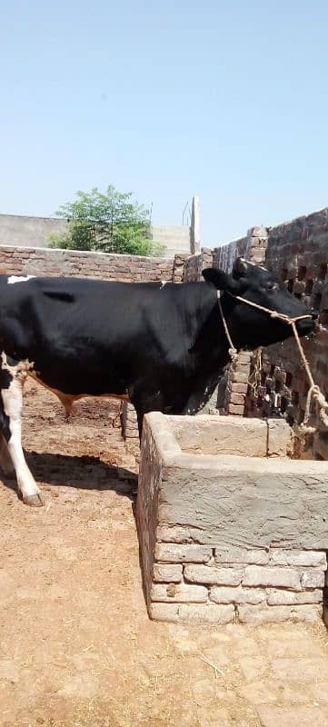 بیل برائے فروخت 0