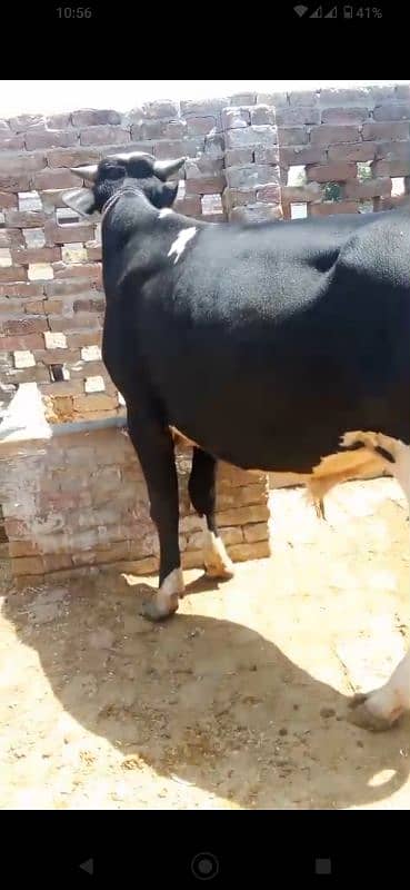 بیل برائے فروخت 3