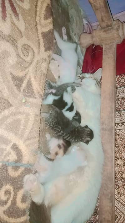 5 kittens ek female