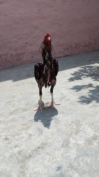 AB Aseel farm