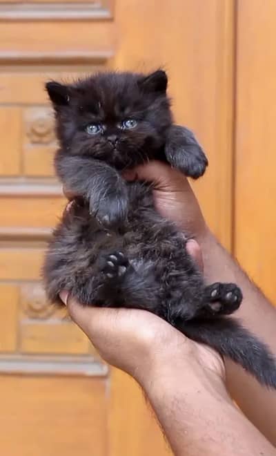 Black&brown punch face male