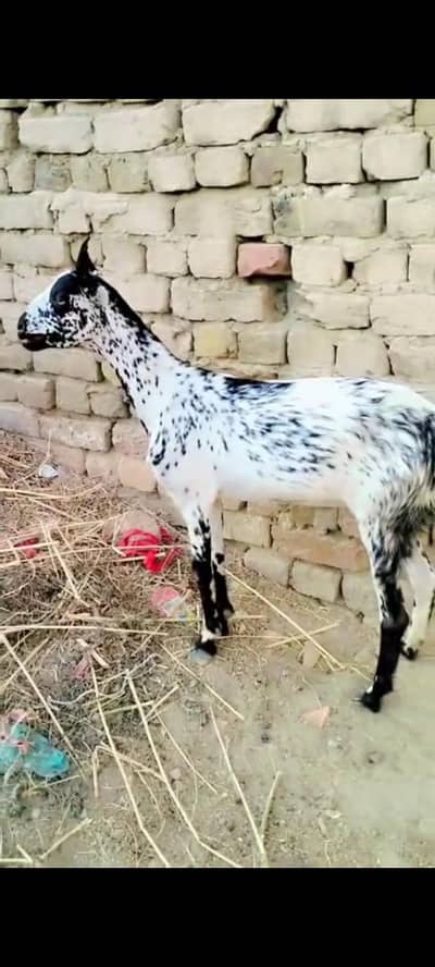 barbari goat sale ke liye available haii
