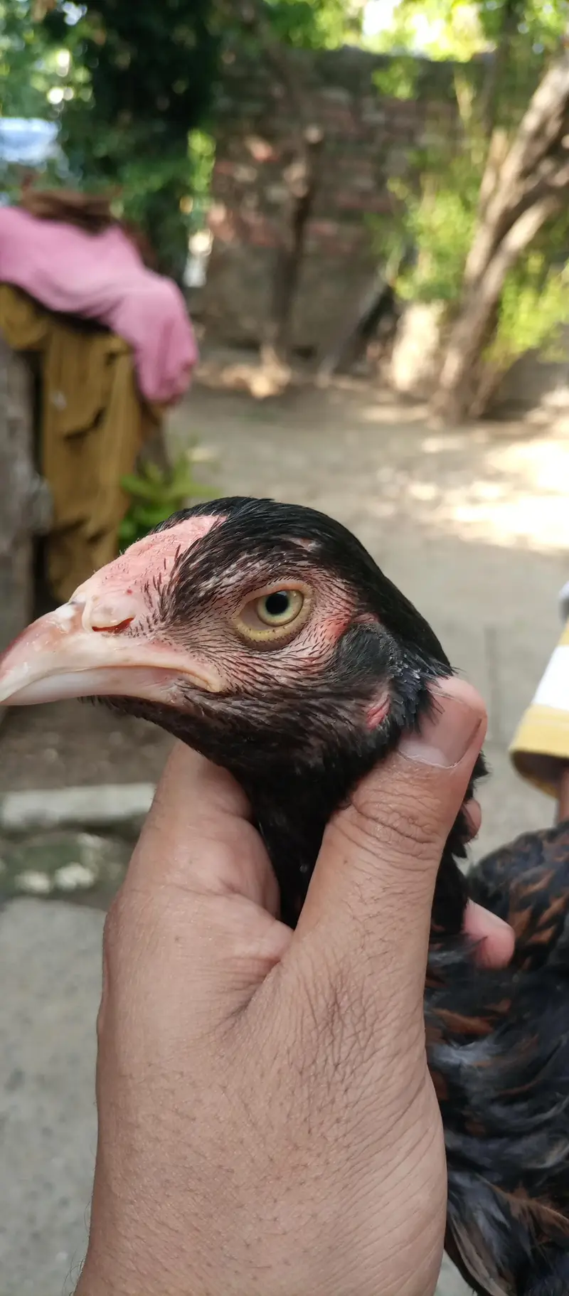aseel hens for sale location Islamabad only whtsap contact 03425203350