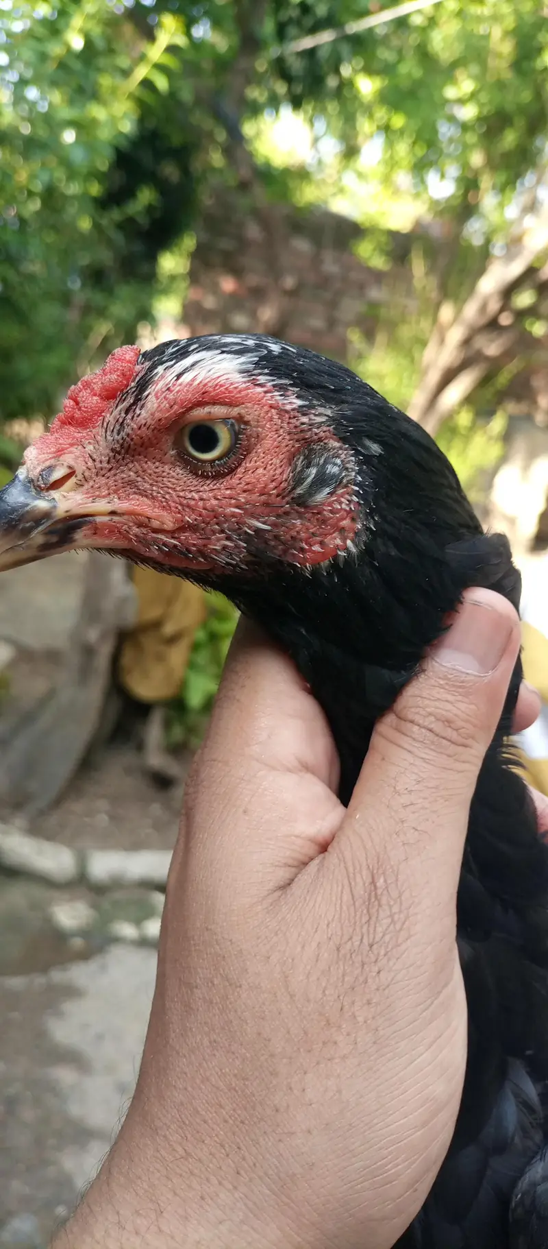 aseel hens for sale location Islamabad only whtsap contact 03425203350 — photo 2