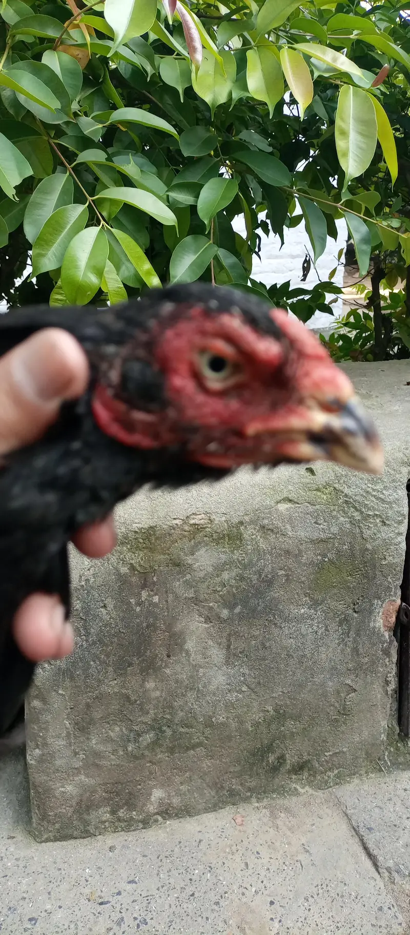 aseel hens for sale location Islamabad only whtsap contact 03425203350 — photo 4