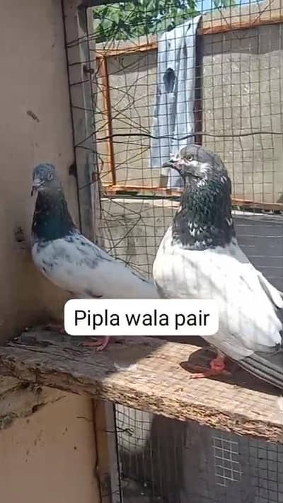 pipla waly+golden+taddy male
