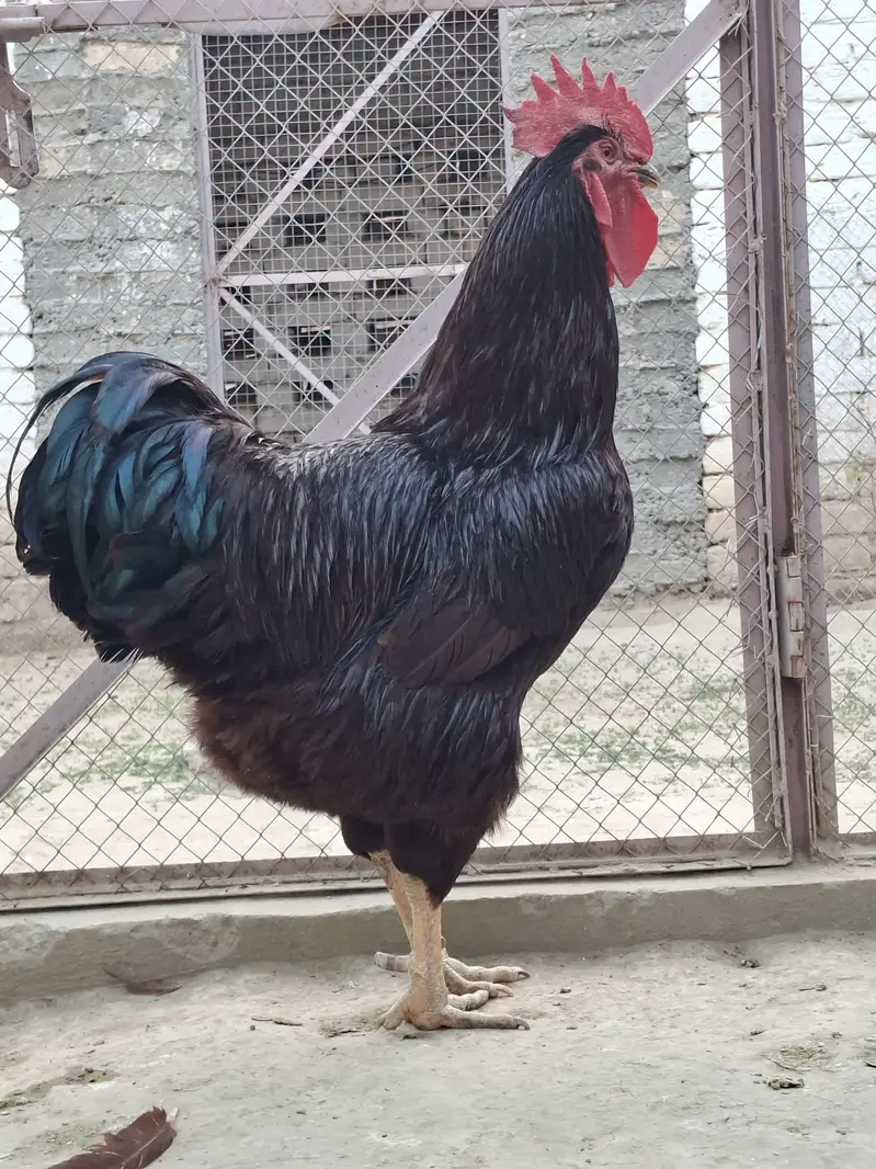 Chick & Egg white & Black, BlueAstralrop Heritage,Rir, Plymouth,Sussex — photo 10
