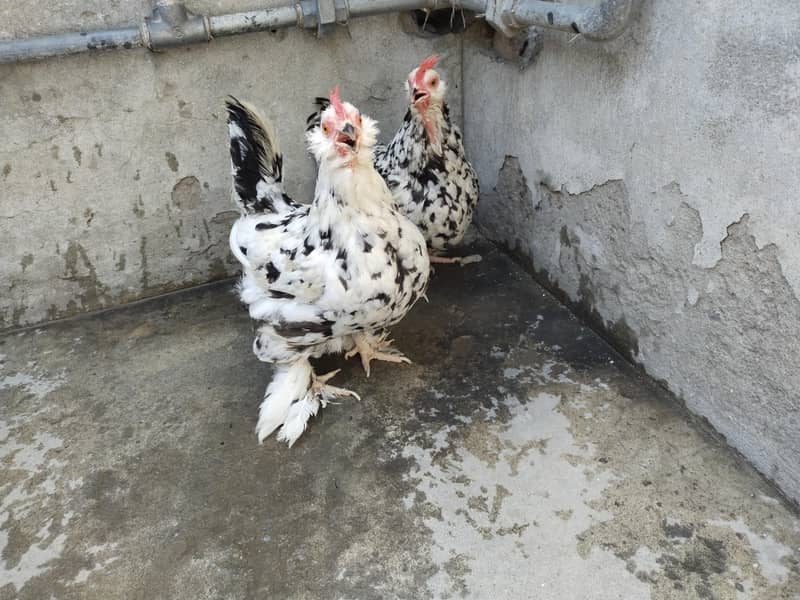 2 چھوٹے سائز کی فینسی مادیاں ہیں انڈے دیتی ہیں 1