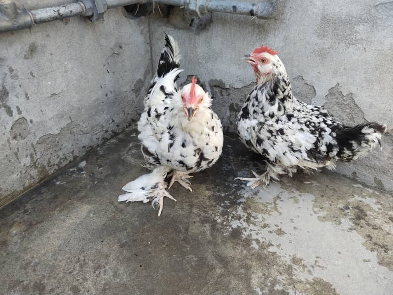 2 چھوٹے سائز کی فینسی مادیاں ہیں انڈے دیتی ہیں 2