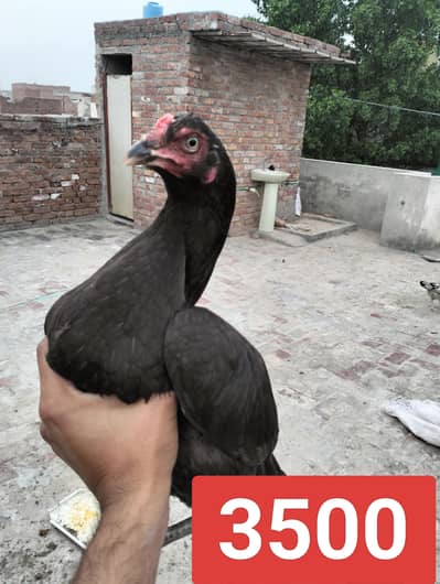 Pure Aseel female