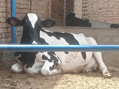 pregnant cows