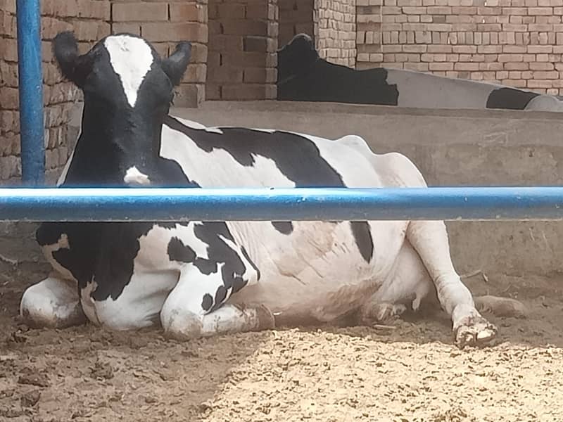 pregnant cows 1