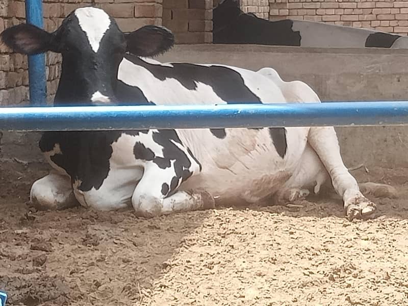 pregnant cows 2