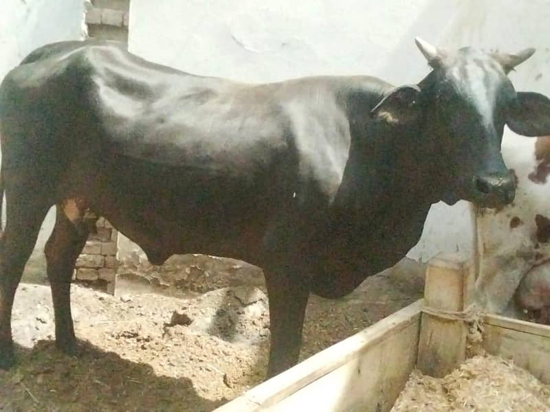 pregnant cows 3