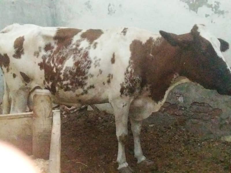 pregnant cows 4