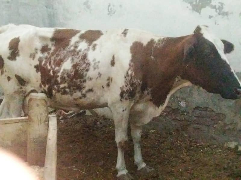 pregnant cows 5