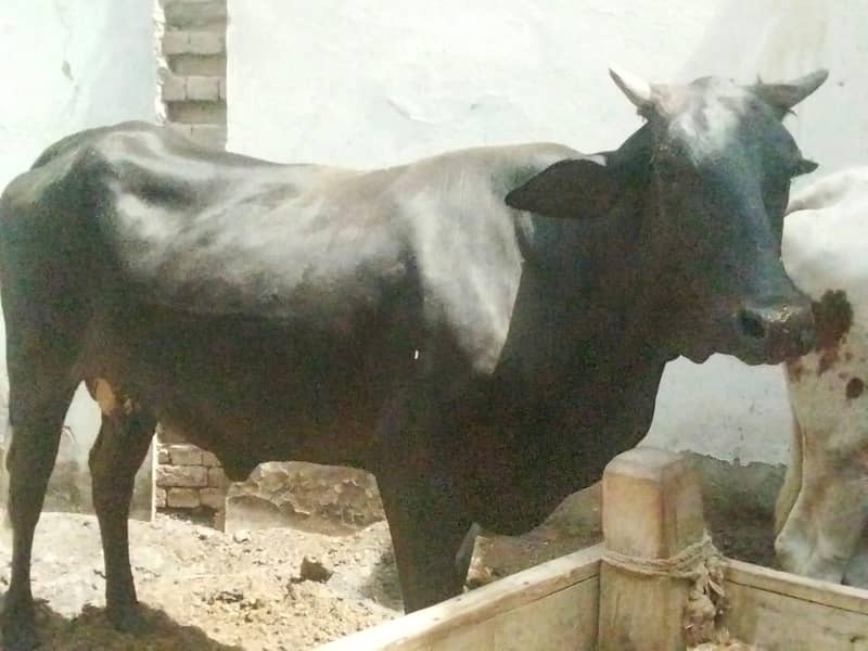 pregnant cows 6
