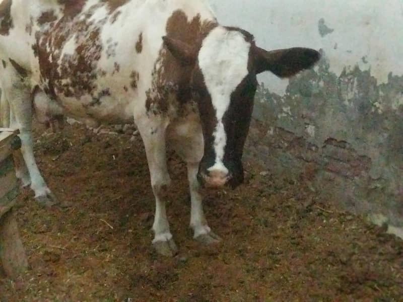 pregnant cows 7