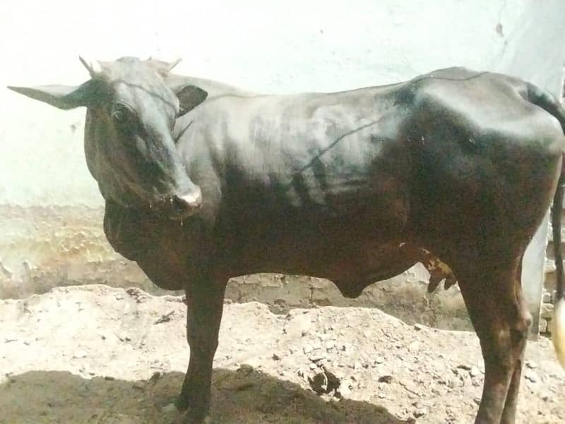 pregnant cows 8