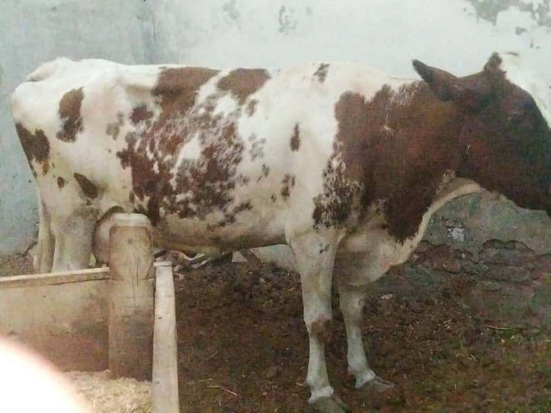 pregnant cows 9