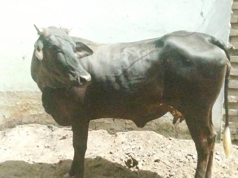 pregnant cows 10