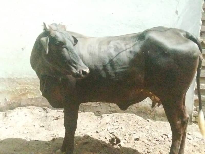 pregnant cows 11